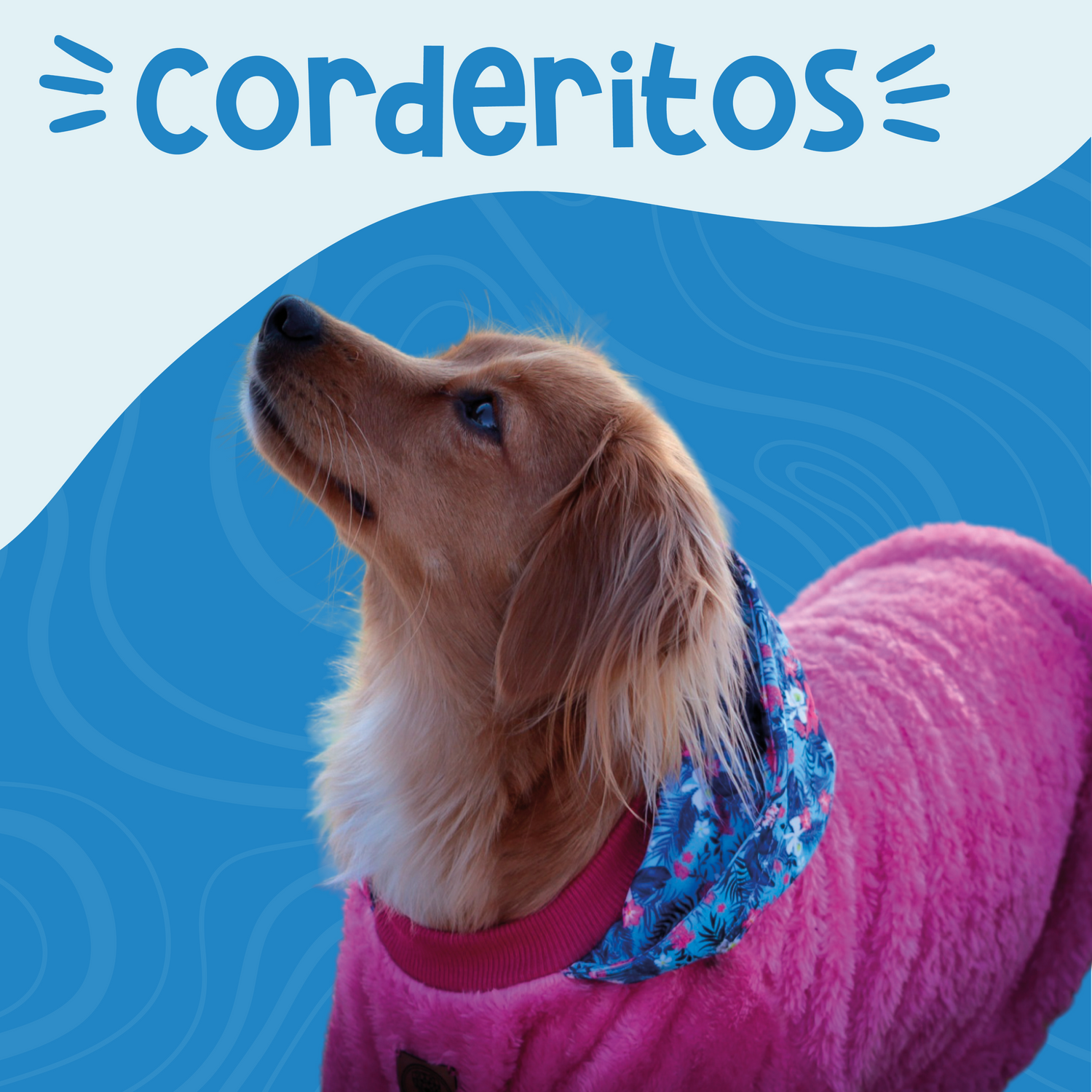 Corderitos para perros