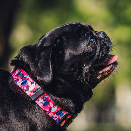 Collar pink nature